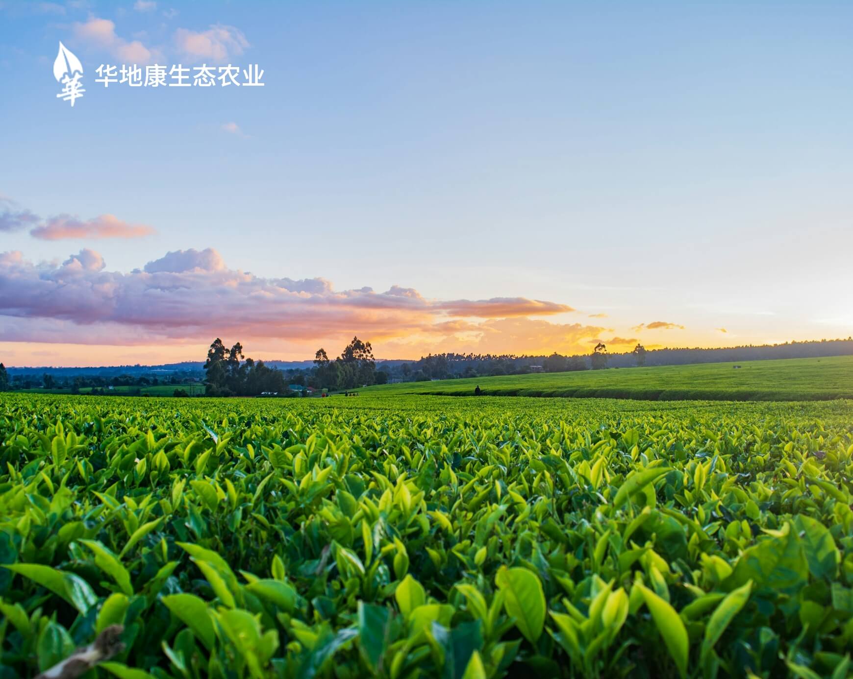 四川华地康生态农业科技