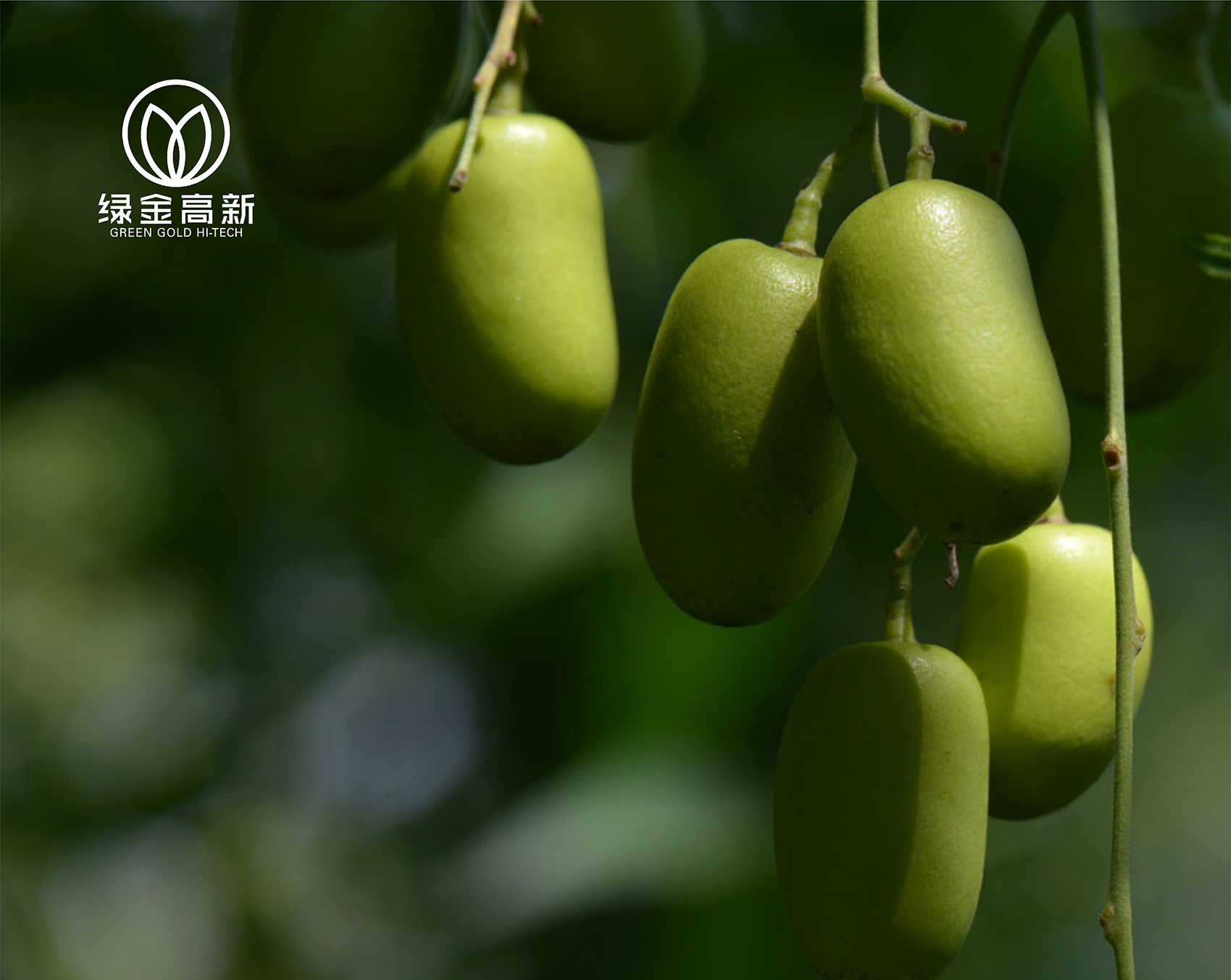 成都绿金高新技术股份有限公司